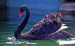 武汉东湖鸟语林旅游攻略之黑天鹅