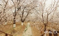 錦州世界園林博覽會旅遊攻略之杏花園