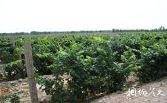 焉耆鄉都酒堡旅遊攻略之葡萄品種園