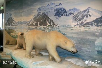奥斯陆弗拉姆（前进号）博物馆-北极熊照片