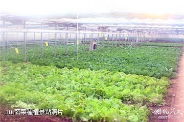 天津名洋湖都市莊園-蔬菜種植照片