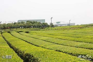济州岛雪绿茶博物馆-茶园照片