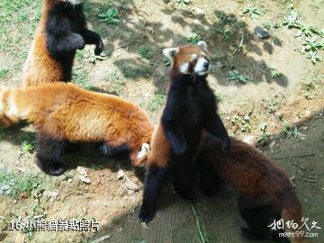 重慶野生動物世界-小熊貓照片