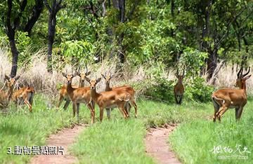 象牙海岸科莫埃國家公園-動物照片