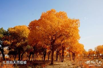 敦煌西湖国家级自然保护区-原始天然植被照片
