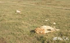 坦桑尼亚恩戈罗恩戈罗自然保护区旅游攻略之狮子