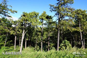 模里西斯鹿洞火山口-森林照片