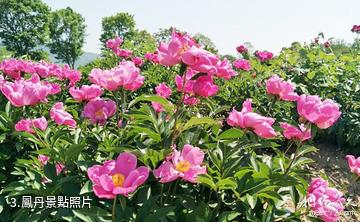 銅陵梧桐花谷-鳳丹照片