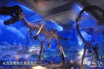 東莞森暉自然博物館-古生物化石照片
