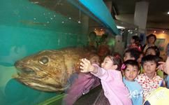 中国古动物馆旅游攻略之古鱼类和古两栖动物展厅