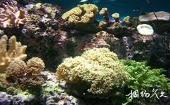 台北海洋生活馆旅游攻略之珊瑚生态区