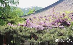 北京红螺寺旅游攻略之紫藤寄松