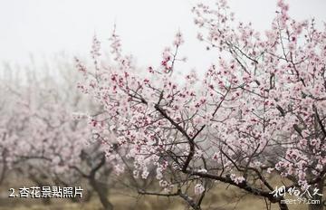 張家口萬全杏花溝景區-杏花照片