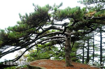 浠水三角山國家森林公園-迎客松照片