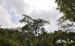 尖峰岭热带雨林旅游攻略之鹿树