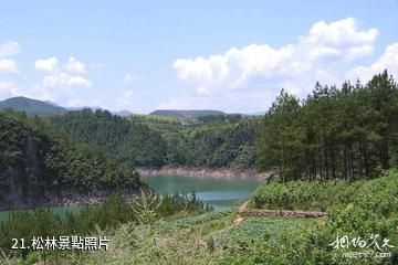 遂昌湖山森林公園-松林照片