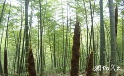 湖南凤凰山森林公园旅游攻略之香山竹海