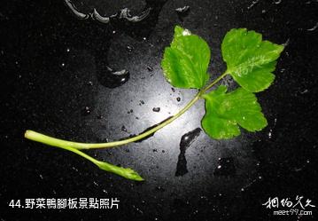 杭州東明山森林公園-野菜鴨腳板照片