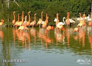 重慶野生動物世界-火烈鳥照片