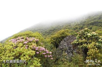 臨滄永德大雪山-杜鵑照片