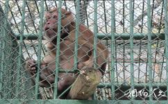 南京红山森林动物园旅游攻略之熊猴
