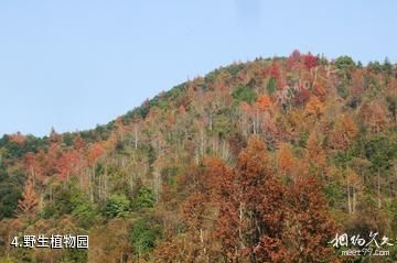 广东车八岭国家级自然保护区-野生植物园照片