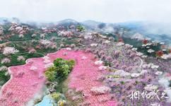 广西高峰森林公园旅游攻略之四季花海
