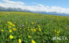 新疆喀拉峻草原旅游攻略之黄色花海