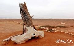 納米比亞骷髏海岸國家公園旅遊攻略之動物屍骨