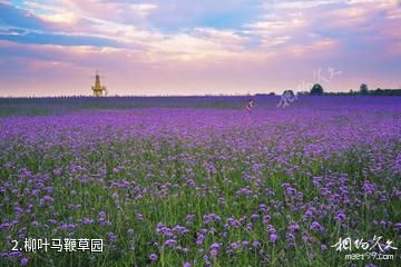 灌云伊甸园-柳叶马鞭草园照片