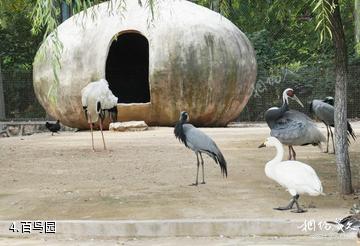 淄博动物园-百鸟园照片