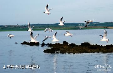 黑河山口湖風景區-中華沙秋鷗照片