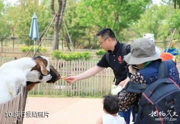 南通森林野生動物園-步行照片