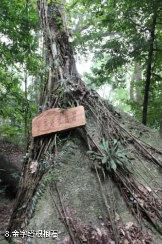 海南霸王岭国家森林公园-金字塔根抱石照片
