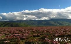 白馬雪山高山杜鵑林旅遊攻略