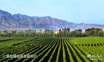 山西襄汾堯京酒庄-葡萄種植園照片