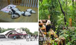 成都大熊貓繁育研究基地驢友相冊