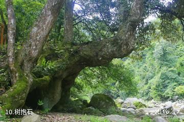 株洲神农谷国家森林公园-树抱石照片