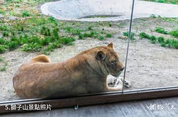 齊齊哈爾龍沙動植物園-獅子山照片