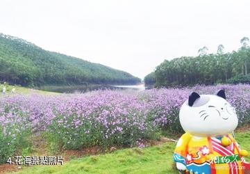 肇慶貓爪谷景區-花海照片