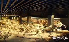 大慶市博物館旅遊攻略之東北野牛