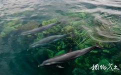 海南分界洲岛旅游攻略之海豚湾