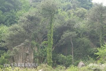 泰安徂徠山國家森林公園-千年紫藤照片