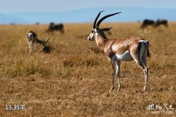肯尼亚马赛马拉国家保护区-羚羊照片