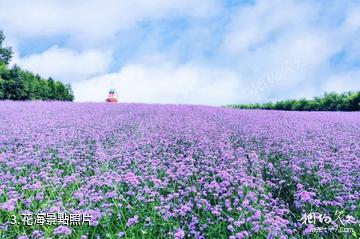 吉林金珠花海度假區-花海照片