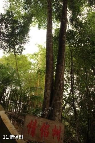 海南霸王岭国家森林公园-情侣树照片