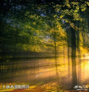貴陽森林公園-林木照片