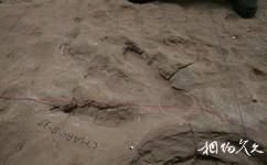 鄂托克恐龙遗迹化石国家级自然保护区旅游攻略之足迹