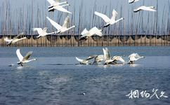 安徽升金湖國家級自然保護區旅遊攻略之小天鵝