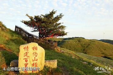 宜昌百里荒高山草原旅遊區-山楂樹之戀照片